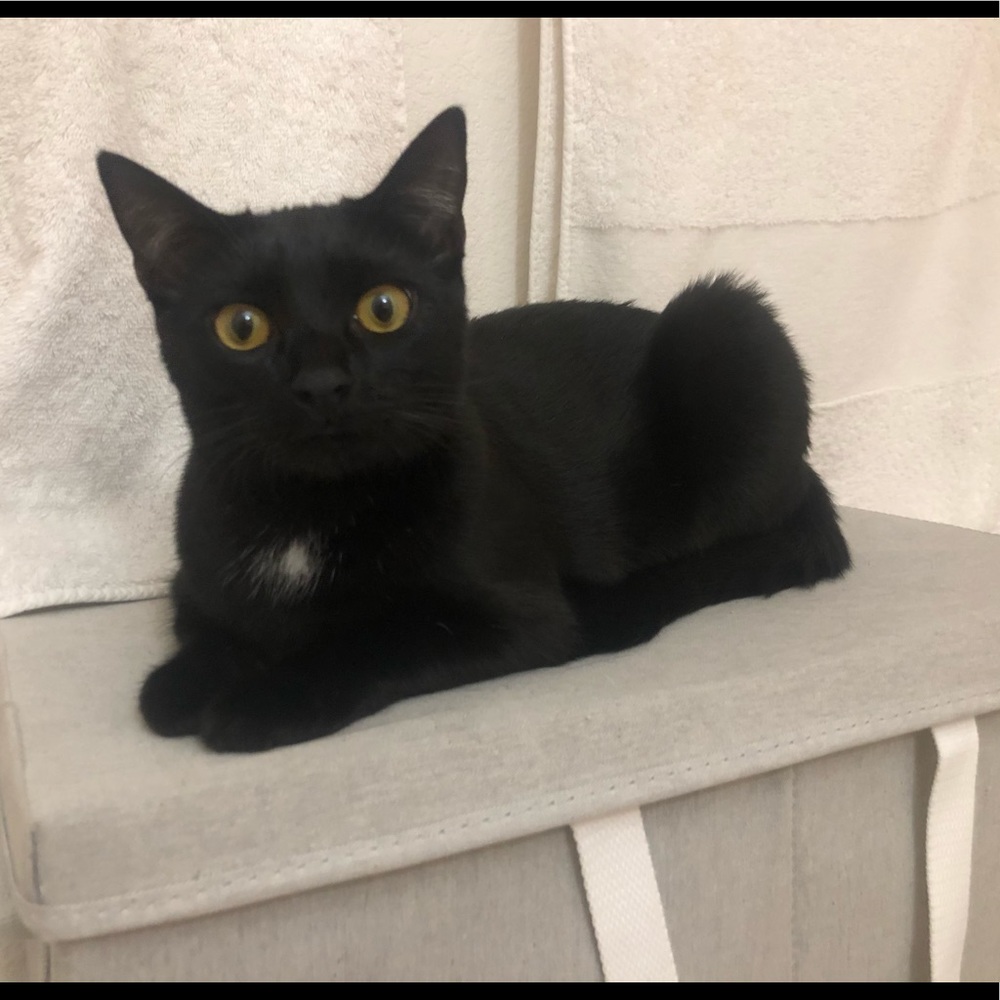 Meet your Posher, Meli.